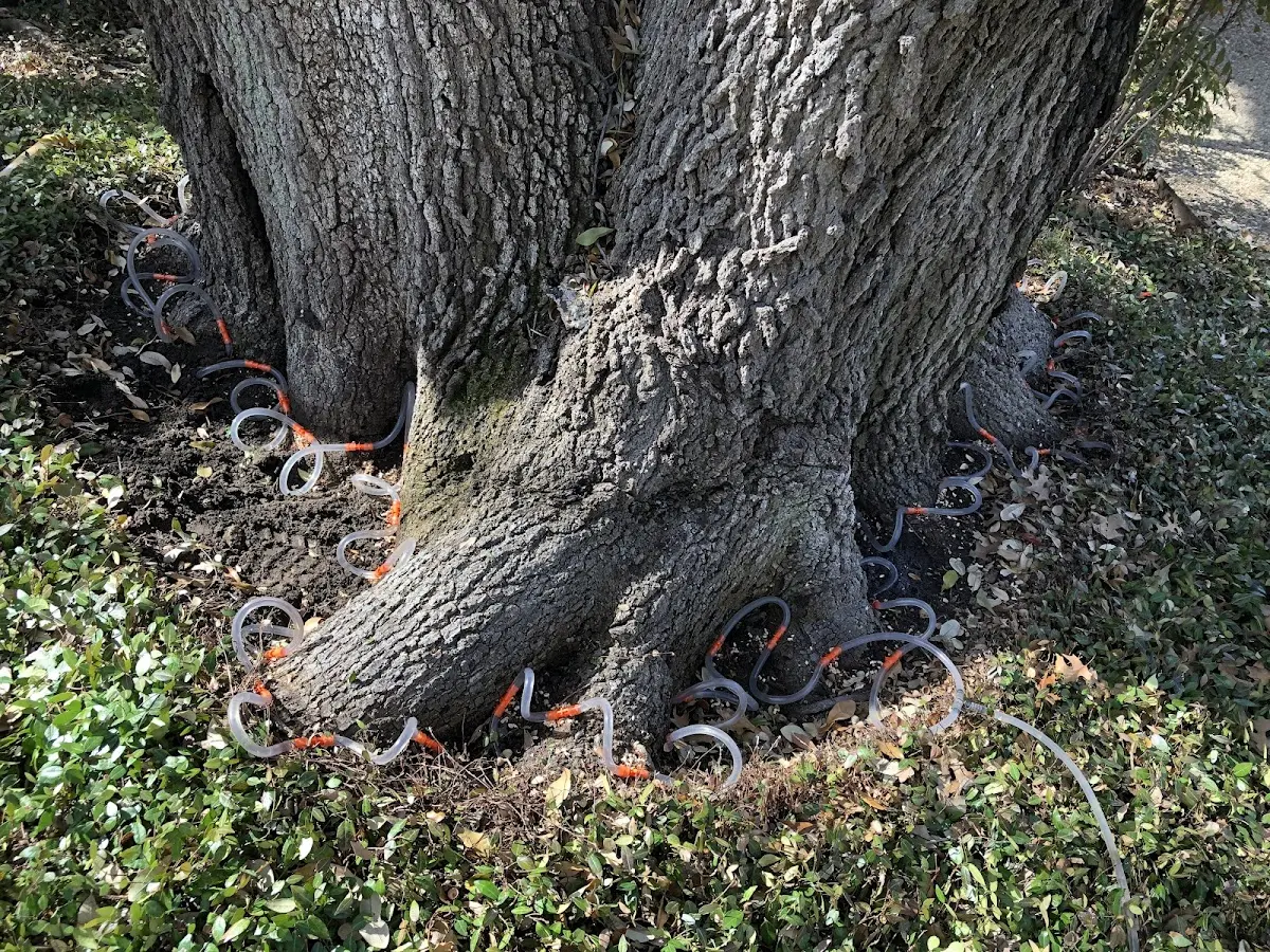 Detailed Tree Cabling and Bracing job site in Crossville