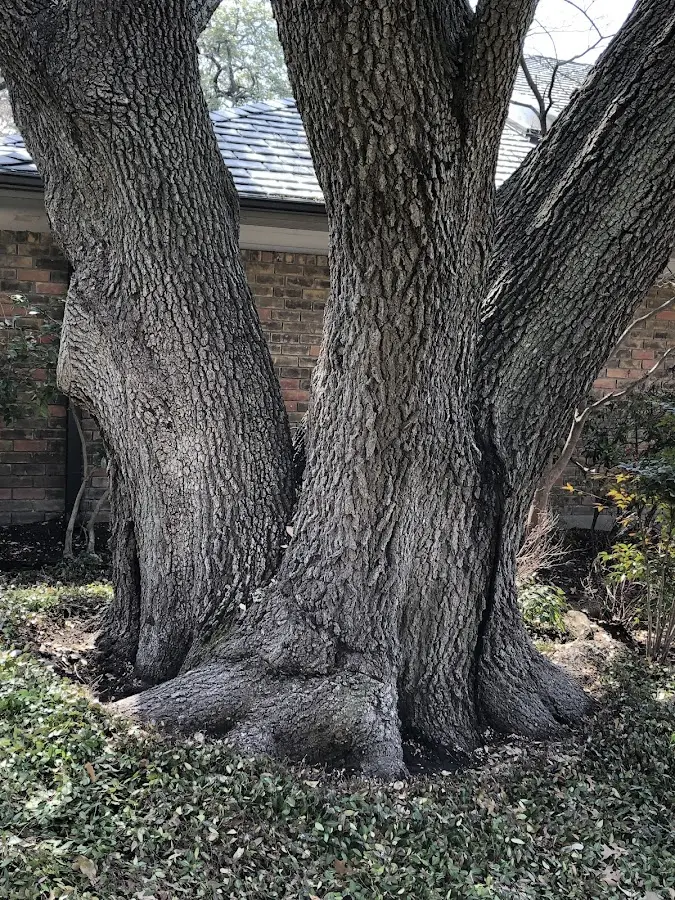 Mature heritage tree close to a Crossville property cared for by certified arborists